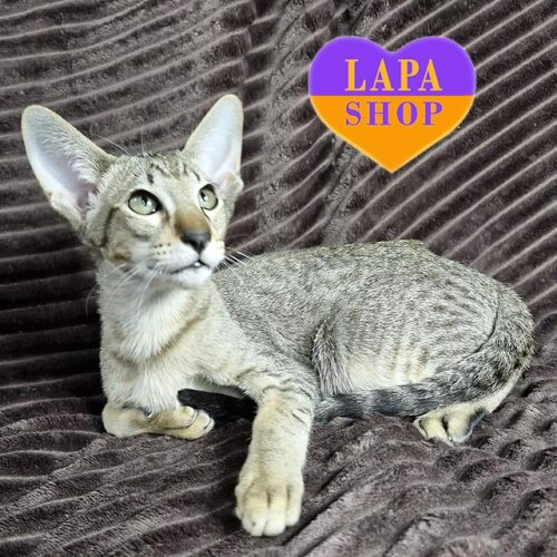 Милый ориентальный красавец Qwerty