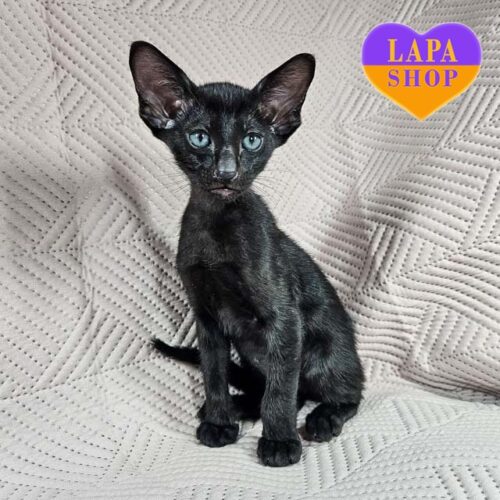 Ragnar – элегантный ориентал черной окраски