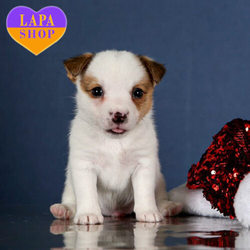 Милый мальчик Razin породы джек-рассел-терьер с бело-рыжей окраской