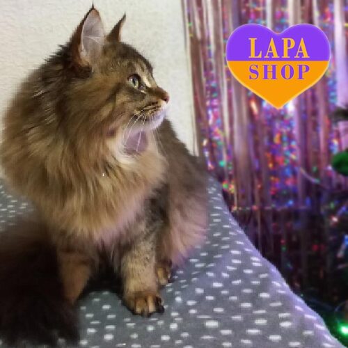 Active Maine Coon Beauty Rhaenys Targaryen