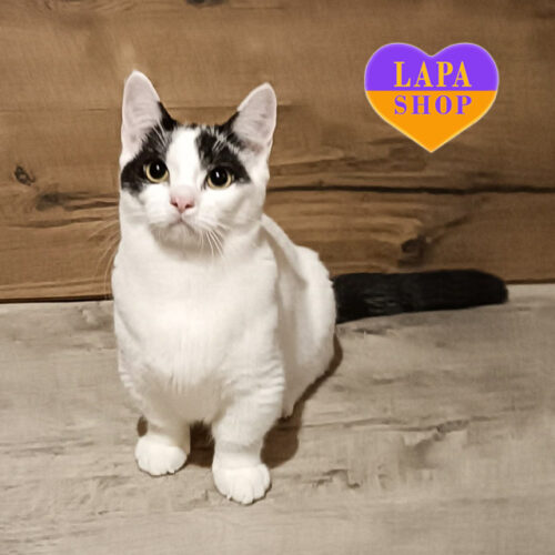 Richard Peet — волшебный красавец породы манчкин короткошерстный в бело-черной шубке