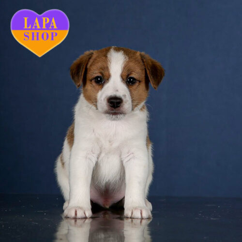 Милый красавец породы джек-рассел-терьер Rifat