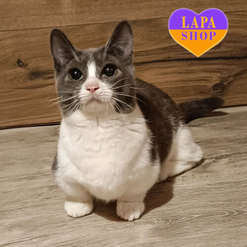 Roger Chucky — Short-Haired Munchkin Kitten Waiting for a Loving Family