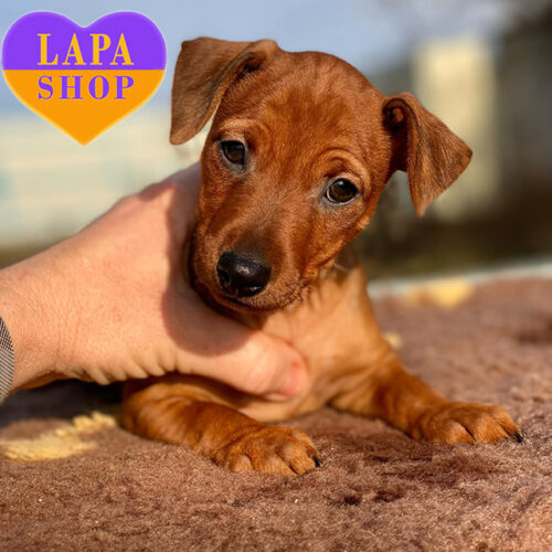 A Beautiful Red Miniature Pinscher Girl Rose