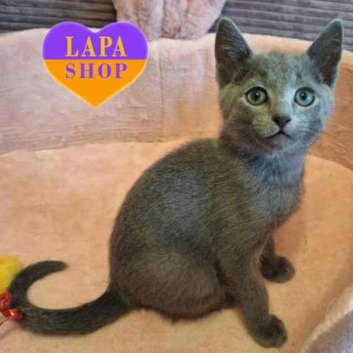 Российский голубой красавчик в роскошной шубке Nole