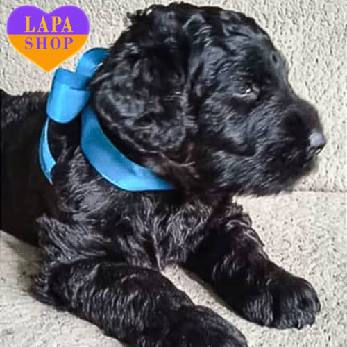 Чарівний красень породи російський чорний тер'єр