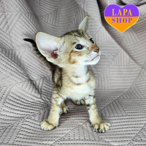 Милая ориентальная красавица Savannah