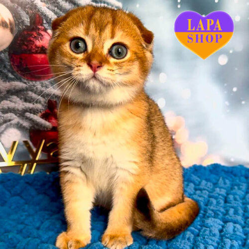 Вислоухий шотландский красавчик золотого окраса