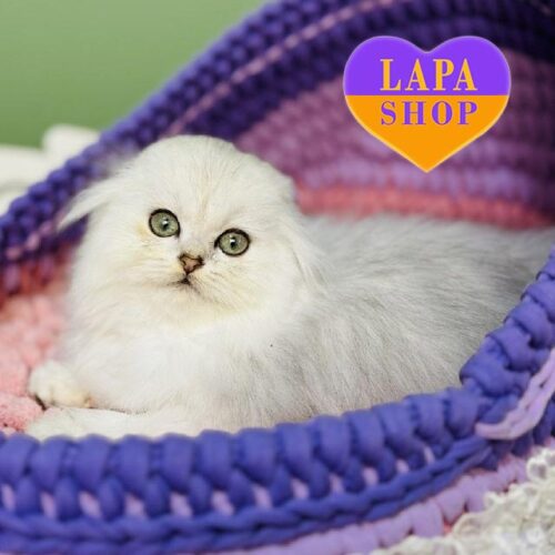 Dominic — очаровательный вислоухий длинношерстный шотландский котик