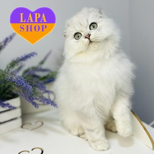 Милый вислоухий длинношерстный шотландский котик Xanti