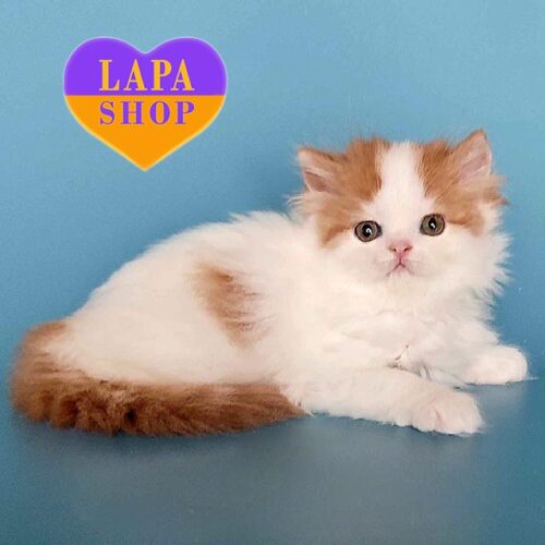 Шотландская длинношерстная красавица Naya — ваша будущая любимица