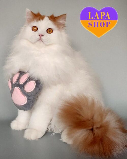 red and white Scottish