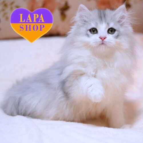 Милый шотландский длинношерстный котенок Romka