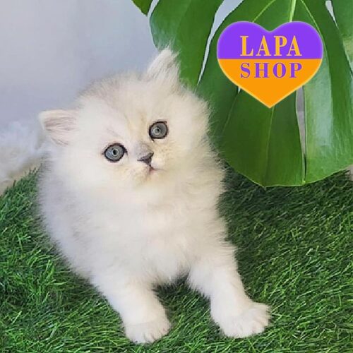 Шотландская длинношерстная кошечка в серебристой шубке Tayanna