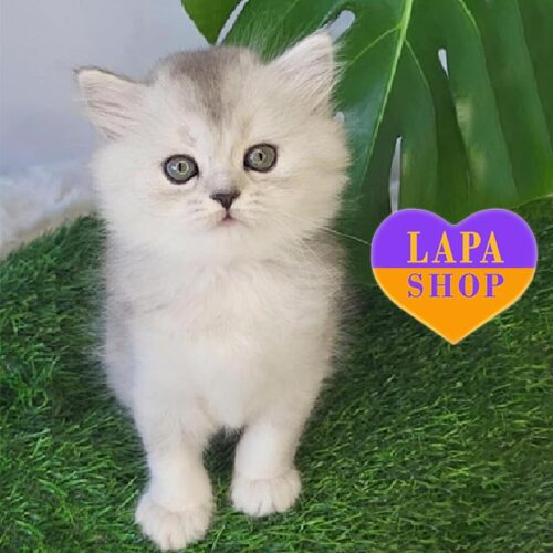 Tesla — милая длинношерстная шотландская кошечка серебристого окраса