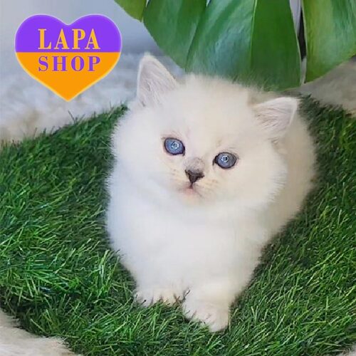 Tiffany — шотландская длинношерстная красавица серебристого окраса