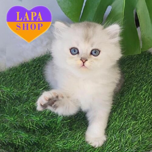 Длинношерстный шотландский красавчик Timmy