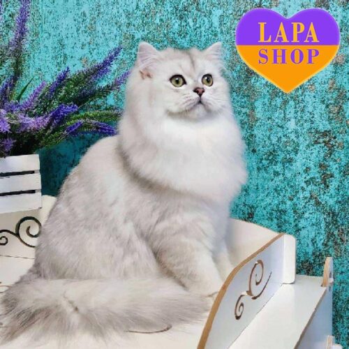 Usik — длинношерстный красавчик в роскошной серебристой шубке