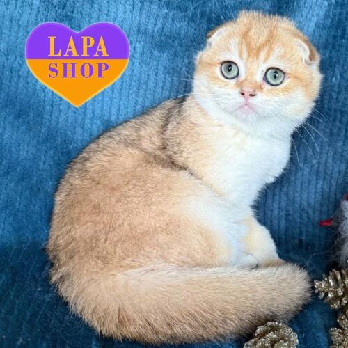 Cute Scottish Fold Kitty in a Luxurious Golden Fur Coat