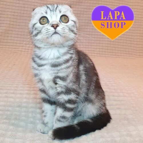 Elke — вислоухая шотландская красавица серебристого окраса