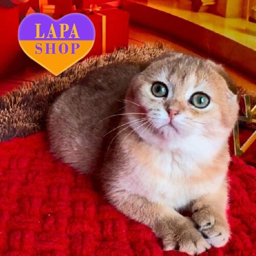 Очень нежная вислоухая шотландская кошечка в золотой шубке Lana