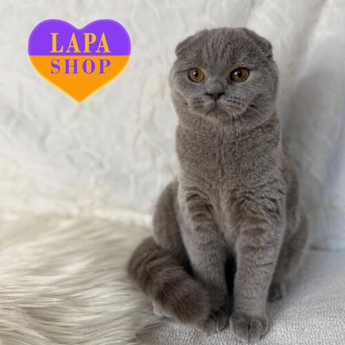 Чарівний висловухий шотландський котик ніжного лілового забарвлення