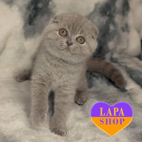 Вислоухая шотландская красавица в роскошной лиловой шубке Pinkie Pie