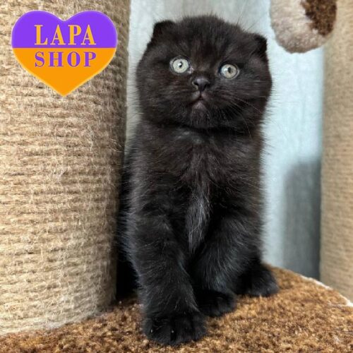 Умка — милый вислоухий шотландский котенок в роскошной черной шубке
