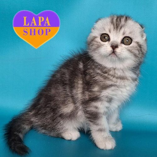 Изящная вислоухая шотландская кошечка Unika