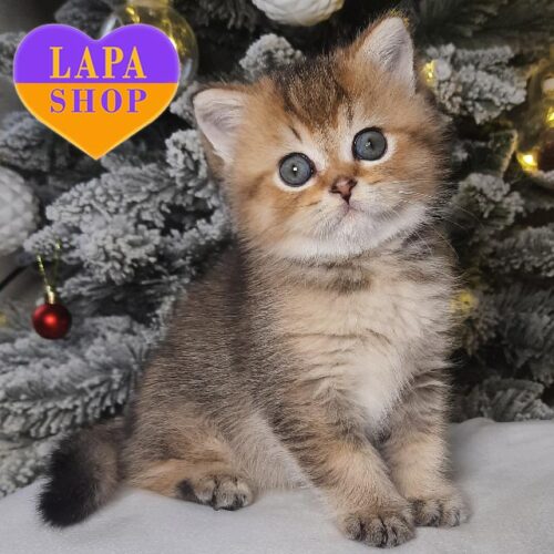 Барні — миле шотландське кошеня забарвленням золота шиншила