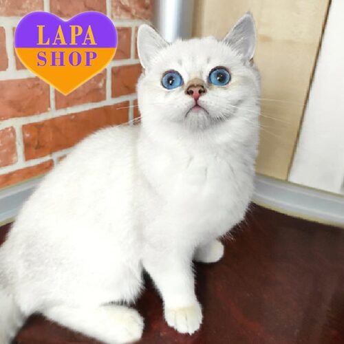 Scottish Handsome Cat