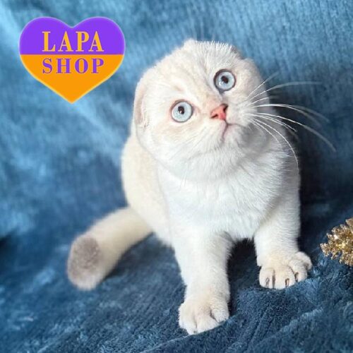 Голубоглазый вислоухий шотландский красавчик