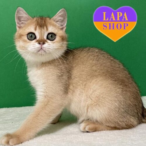 Диамант — шотландский котенок в яркой шубке и со сладким характером