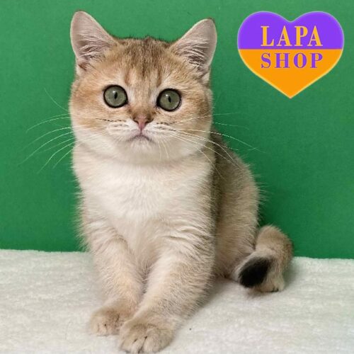 Долли — шотландская кошечка с роскошными зелеными глазками и добрым характером