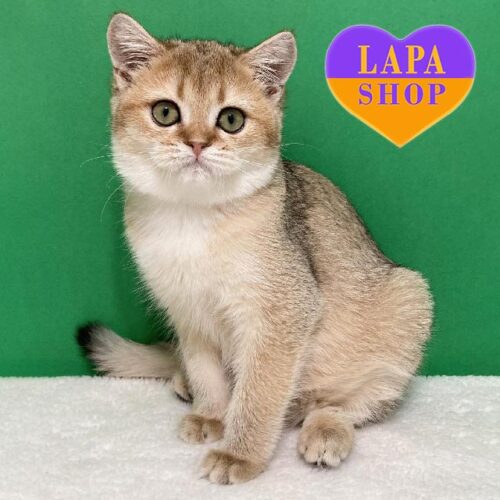 Спокойная шотландская красавица Дороти