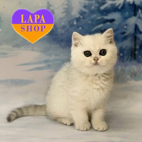 Очаровательный шотландский котенок окрасом серебристая шиншилла Fiksik