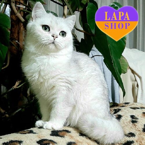 Irish — шотландская красавица в роскошной серебристой шубке