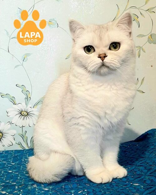 срібляста шотландська кішка