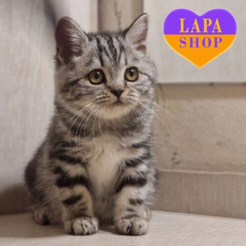 Маняша — очень красивая и игривая шотландская кошечка в роскошной мраморной шубке