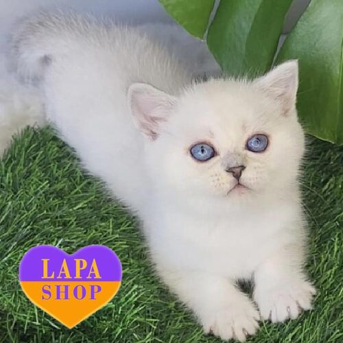 Tommy — очаровательный шотландский котенок серебристого окраса