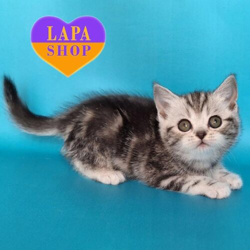 Uma — маленькая шотландская принцесса с изящным серебристо-мраморным окрасом