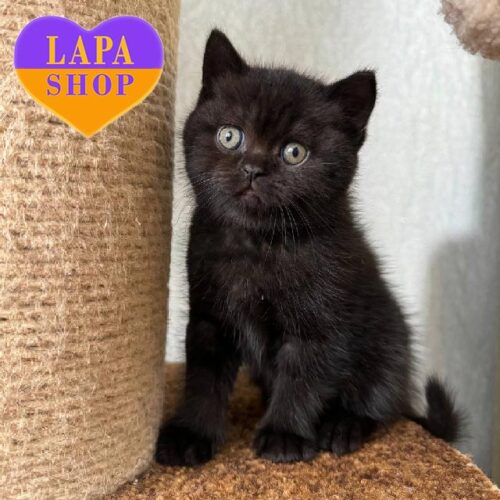 Шотландский красавчик черного окраса Урсик