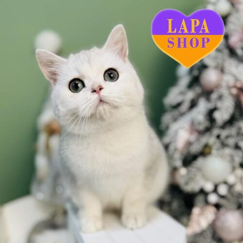 Yan — шотландский красавчик нежного серебристого окраса