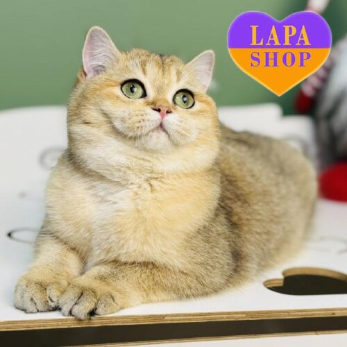 Изящная шотландская красавица Zara