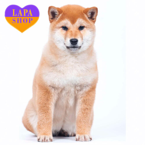 Чарівна дівчинка шиба-іну з рудим забарвленням