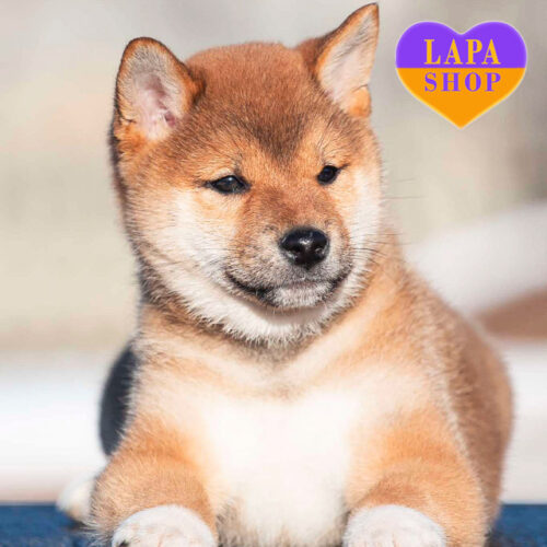 Очаровательный мальчик породы шиба-ину рыжего окраса