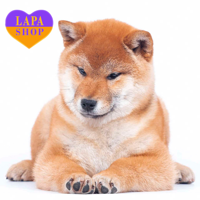 Shiba-Inu-red-01