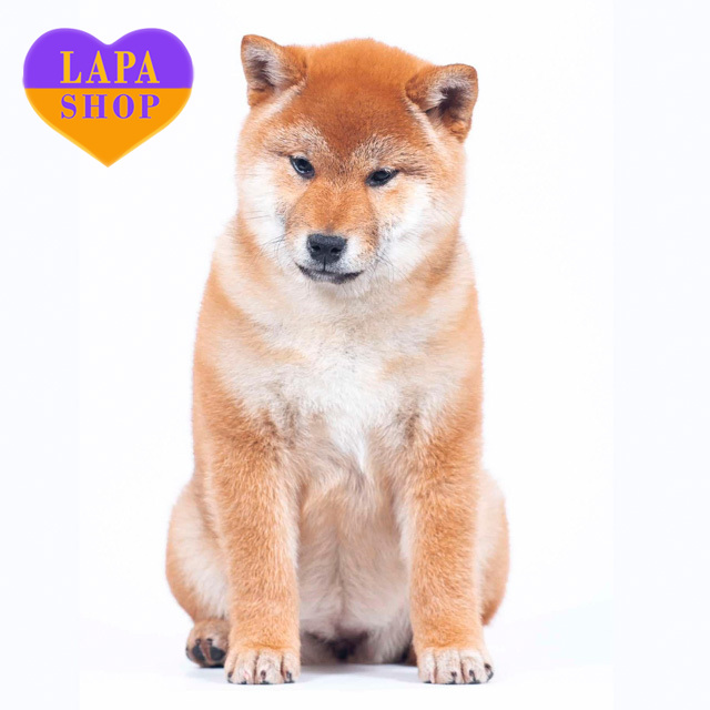 Shiba-Inu-red-02