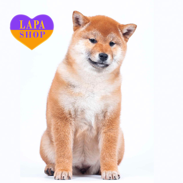 Shiba-Inu-red-03