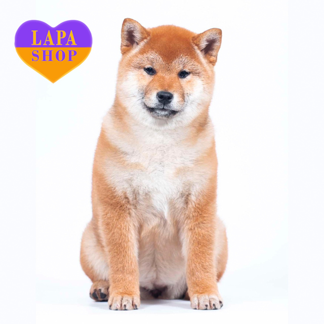 Shiba-Inu-red-04